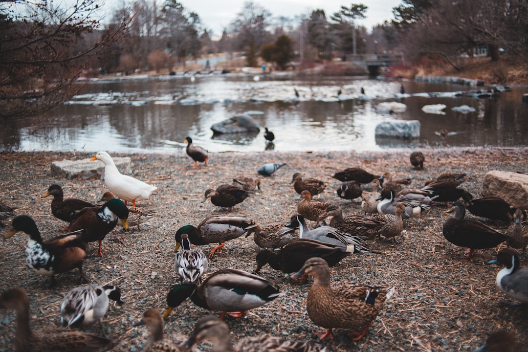 flock of ducks near body ofwater
