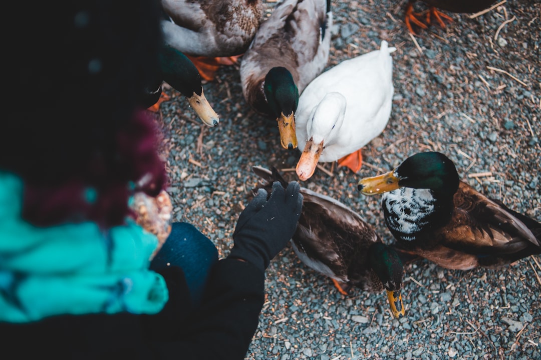 person feeding ducks