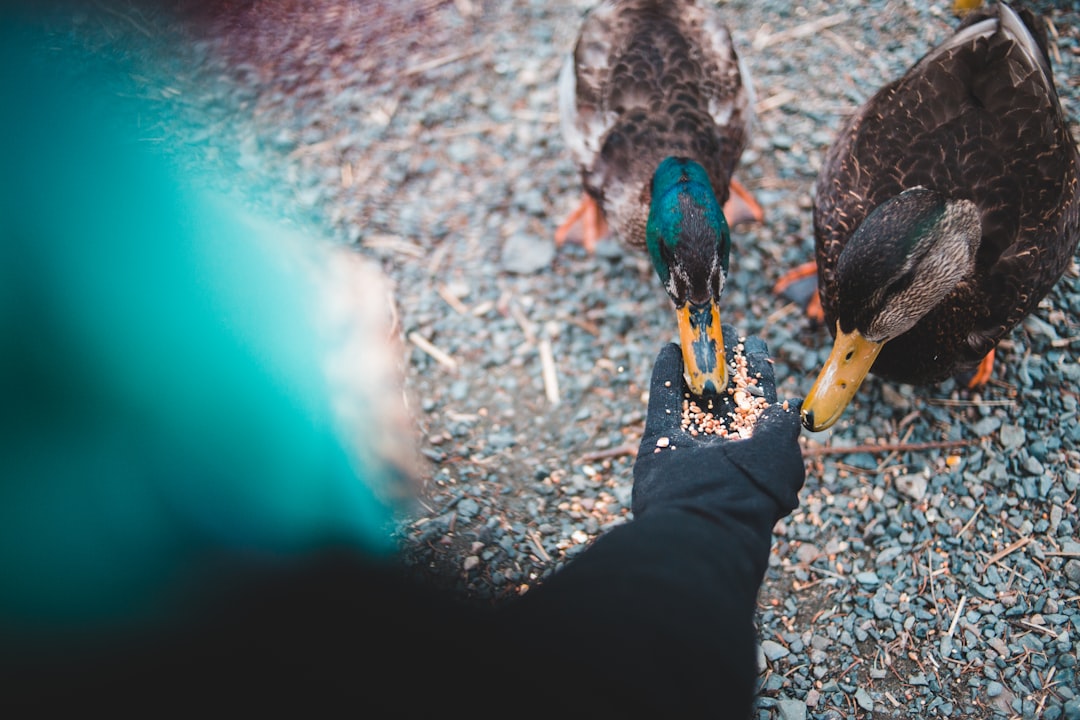 person wearing black gloves feeding two mallard ducks with grains