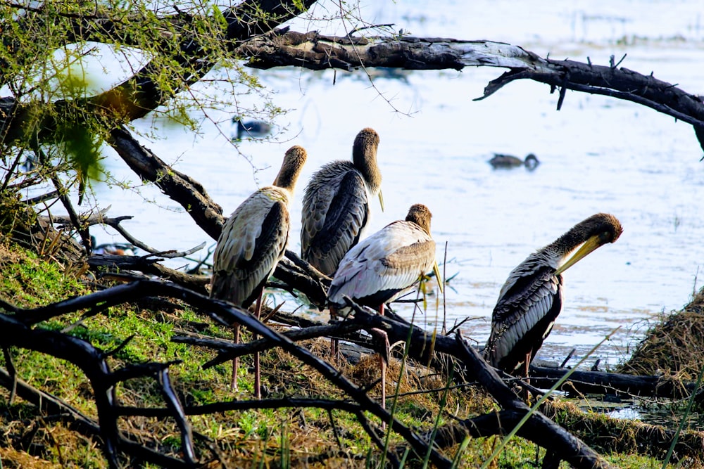 birds near body of water