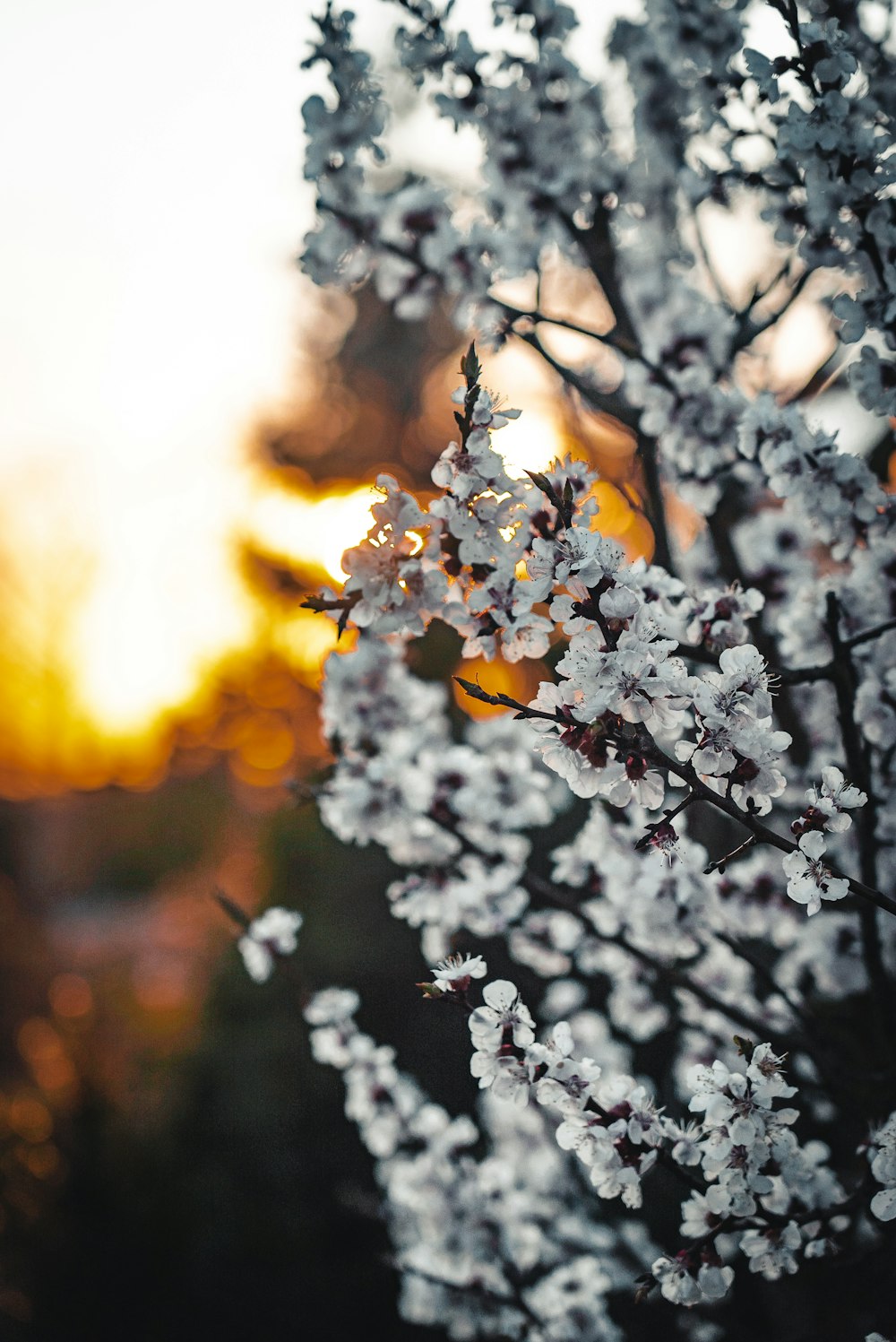 white flowers