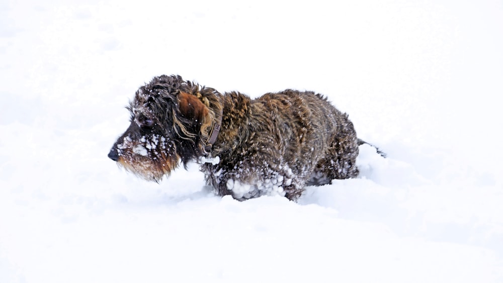 tan dog on snow field