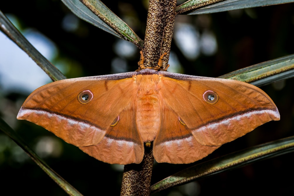 mariposa marrom empoleirando-se no caule da folha da planta