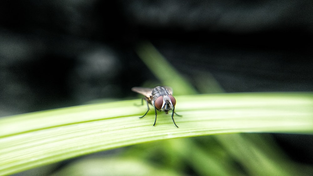 brown insect on leaf