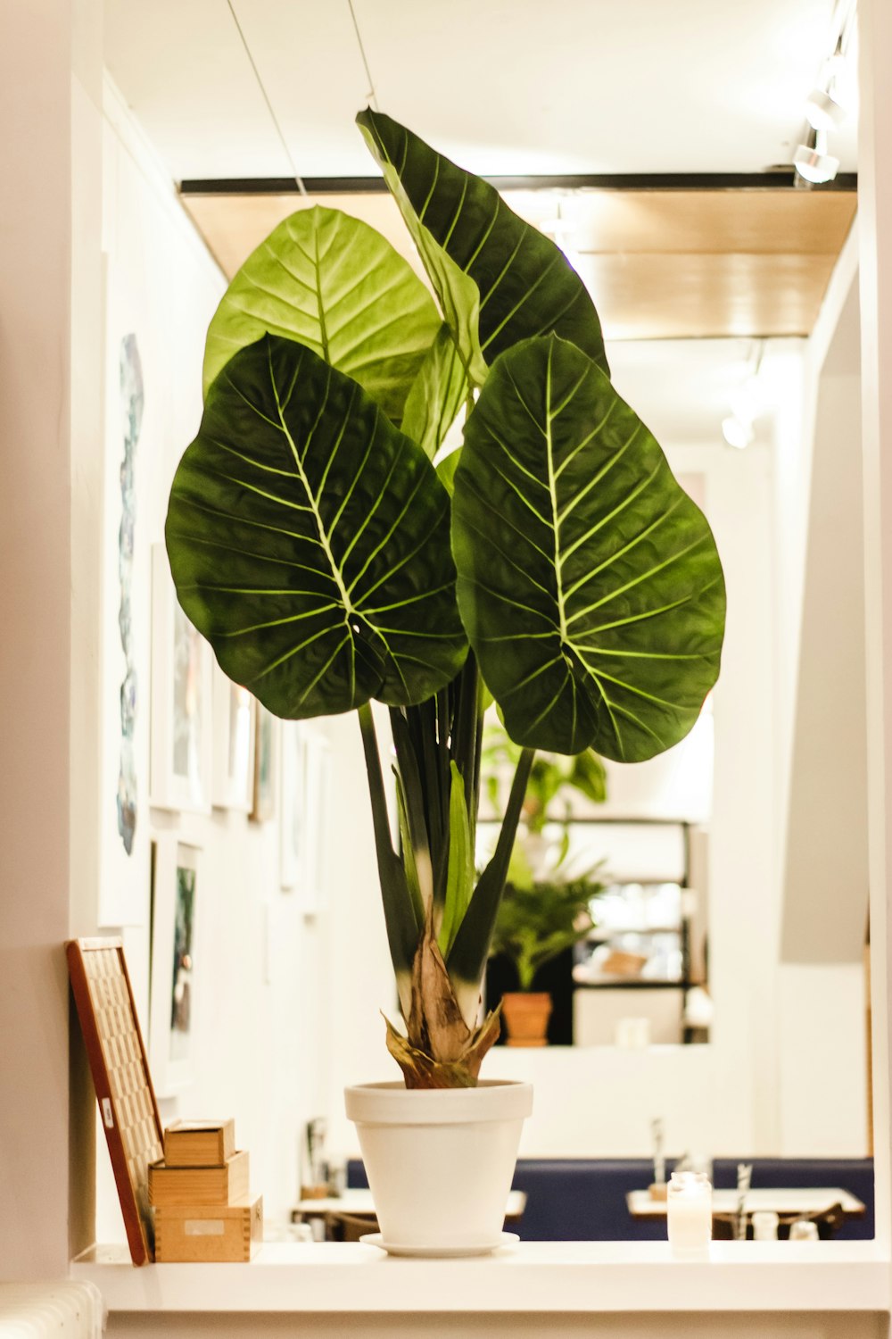 Foto mit flachem Fokus von grünen Zimmerpflanzen