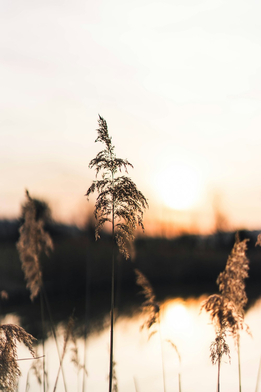 brown grass at golden time