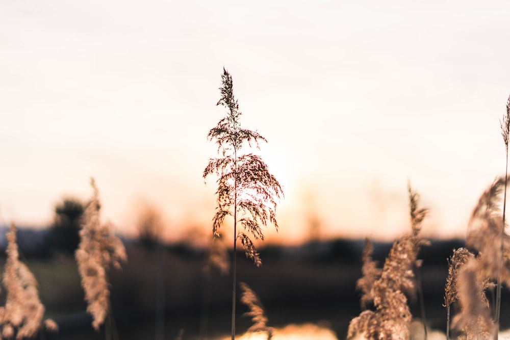 wheat field