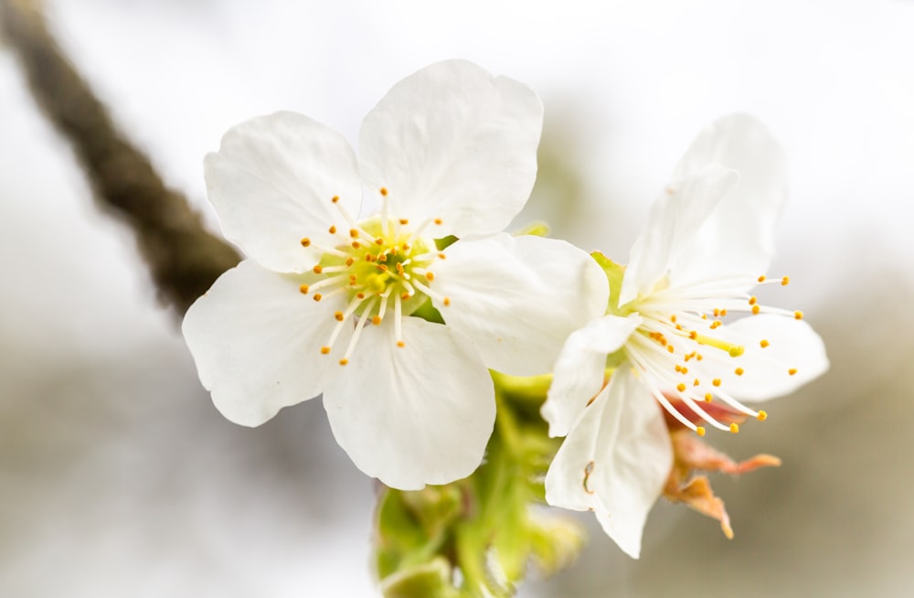 white cherry blossom in close up photography