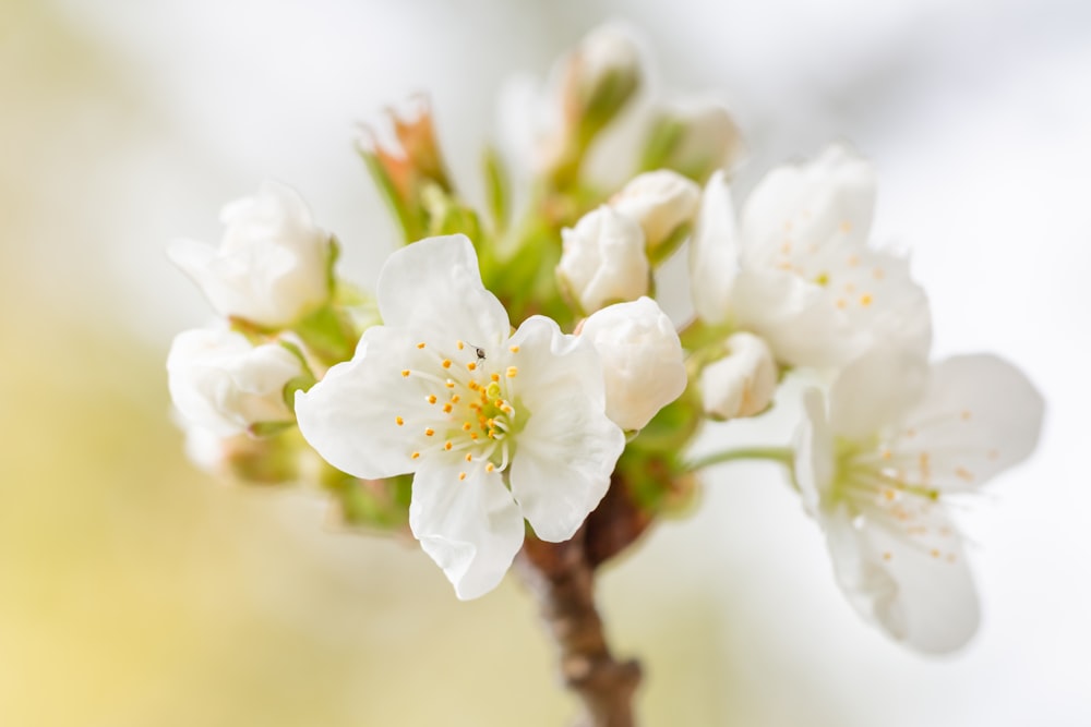 white floral orchid