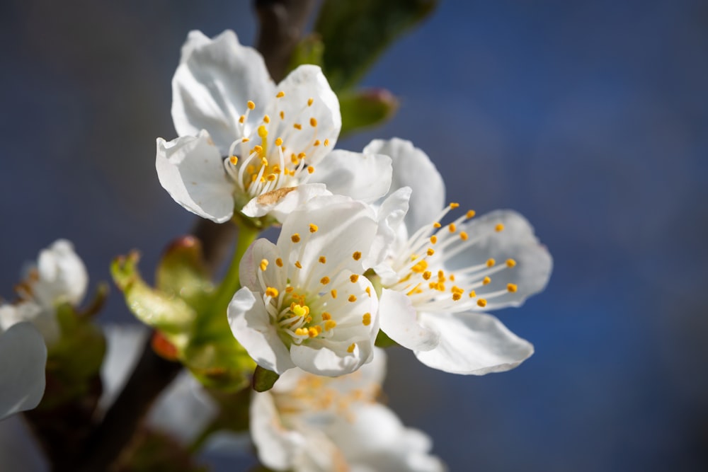 white and yellow flower in macro lens