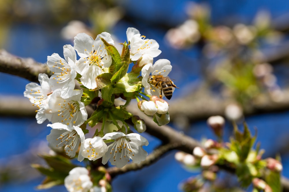 close-up photography of white flowers