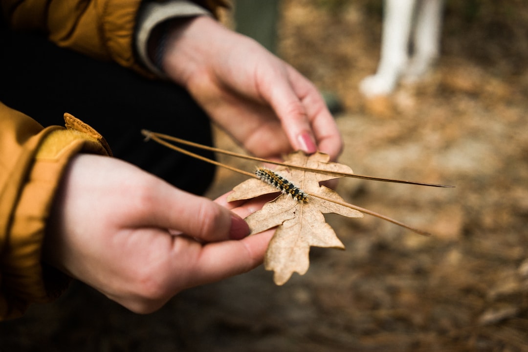 person holding brown leaf with caterpillar