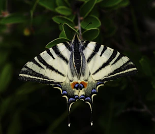 tiger swallowtail butterfly on green-leaf plants in macro photography