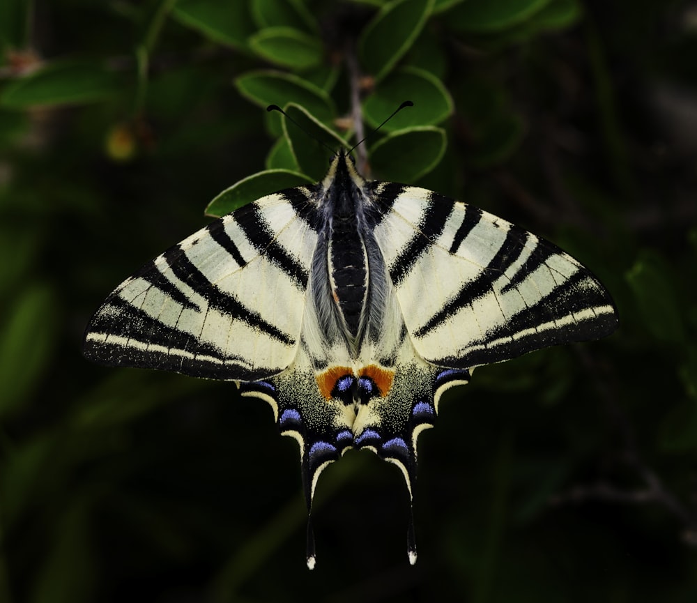 Papillon machaon tigré sur des plantes à feuilles vertes en macrophotographie