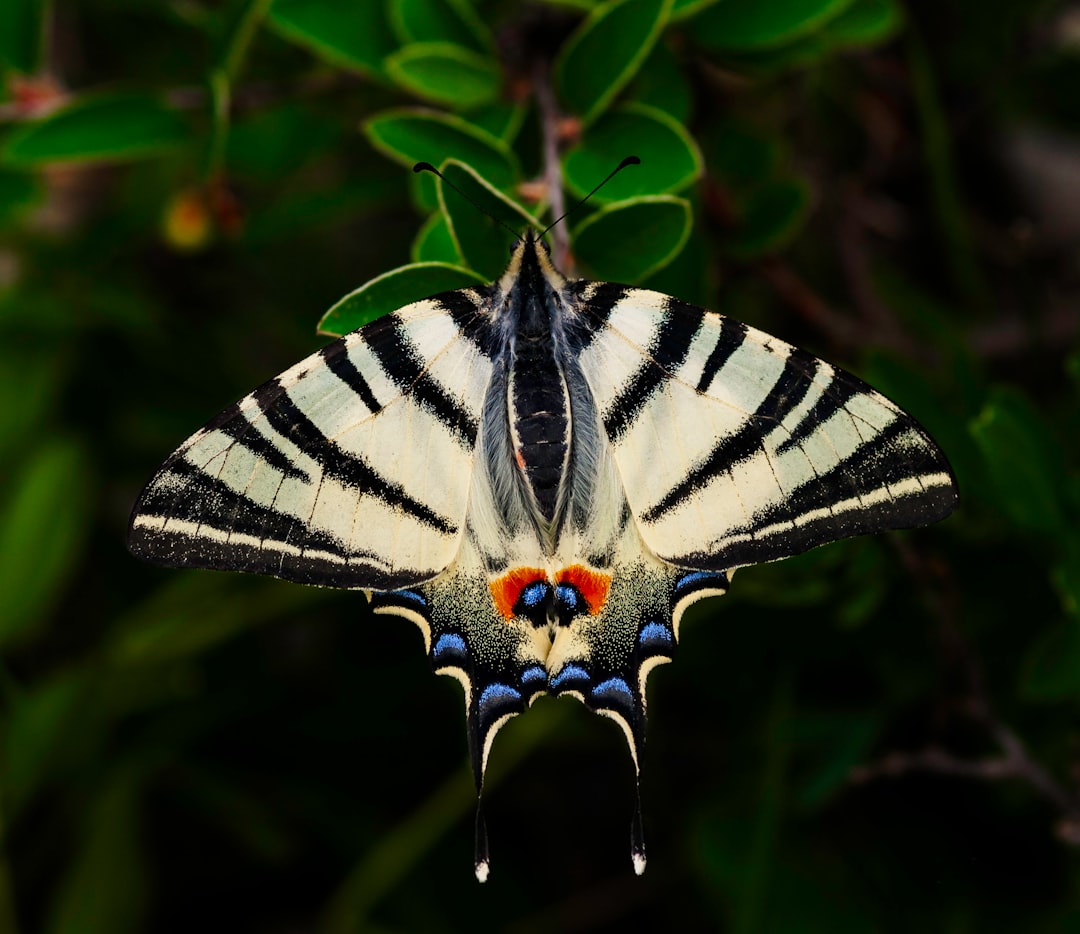 tiger swallowtail butterfly on green-leaf plants in macro photography