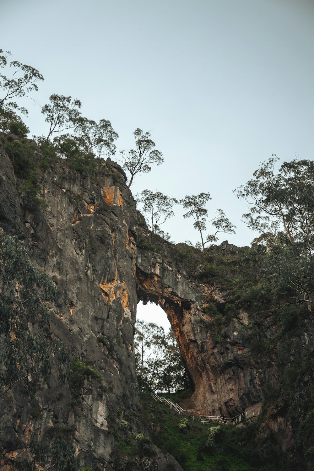 trees on rock