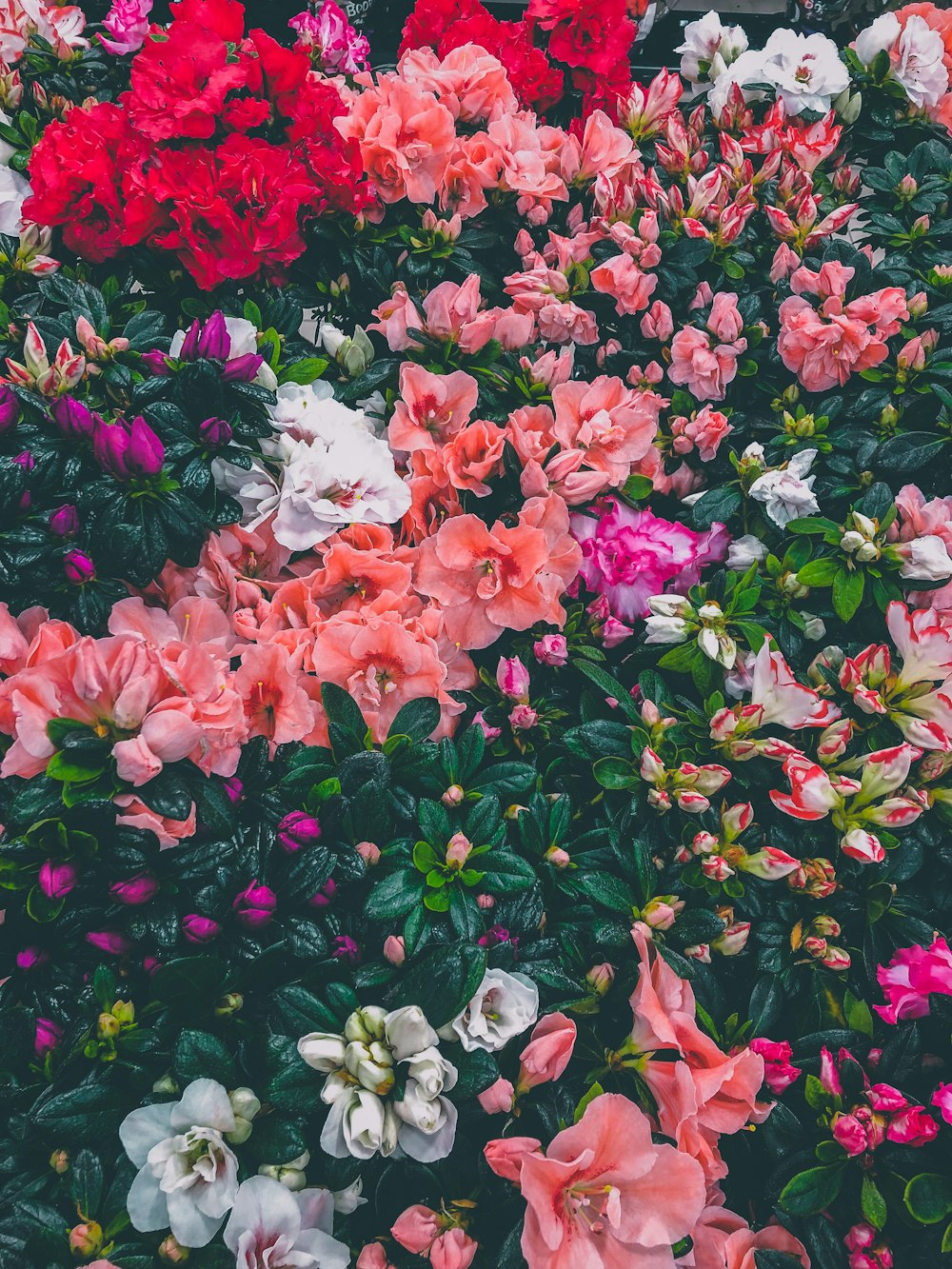 assorted-color flowers at bloom