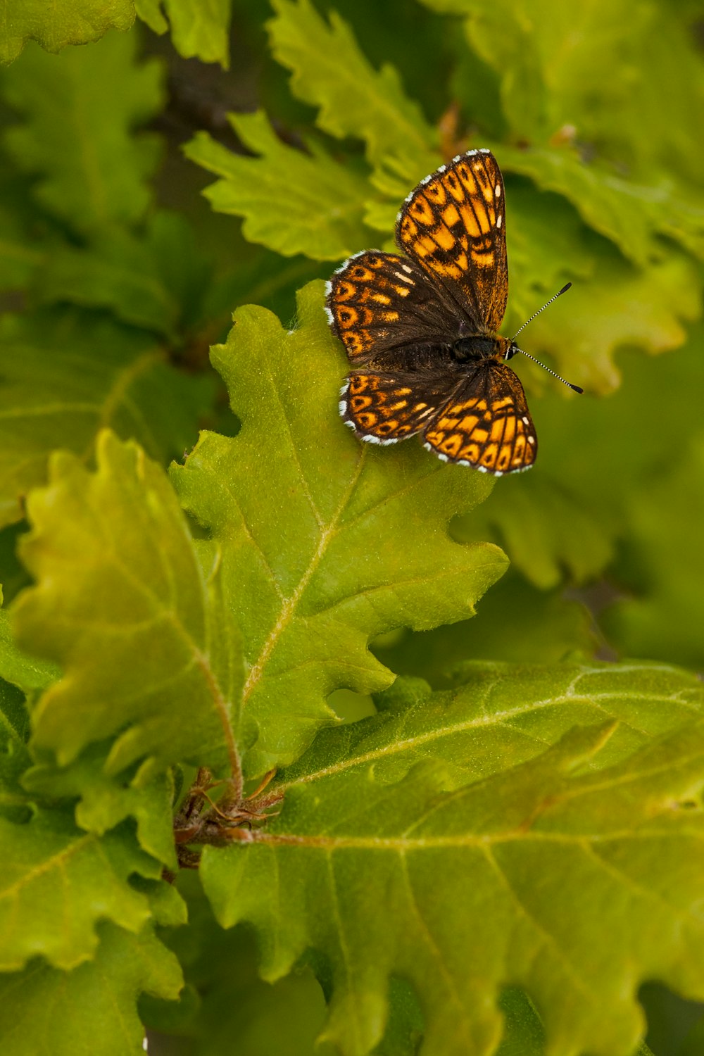 brown and yellow butterfly