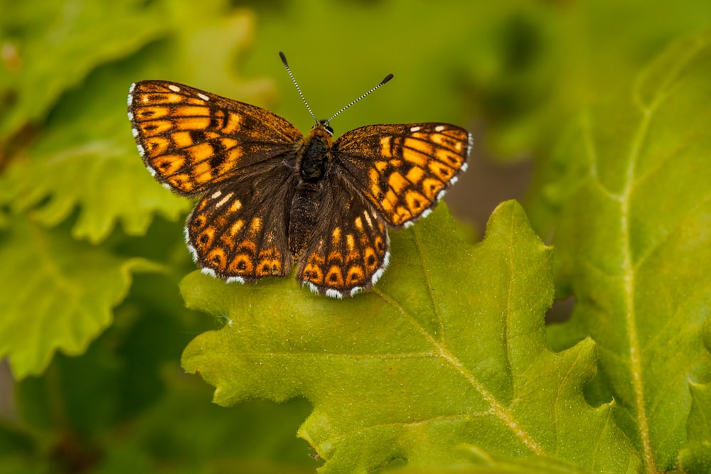 butterfly perching on leaf