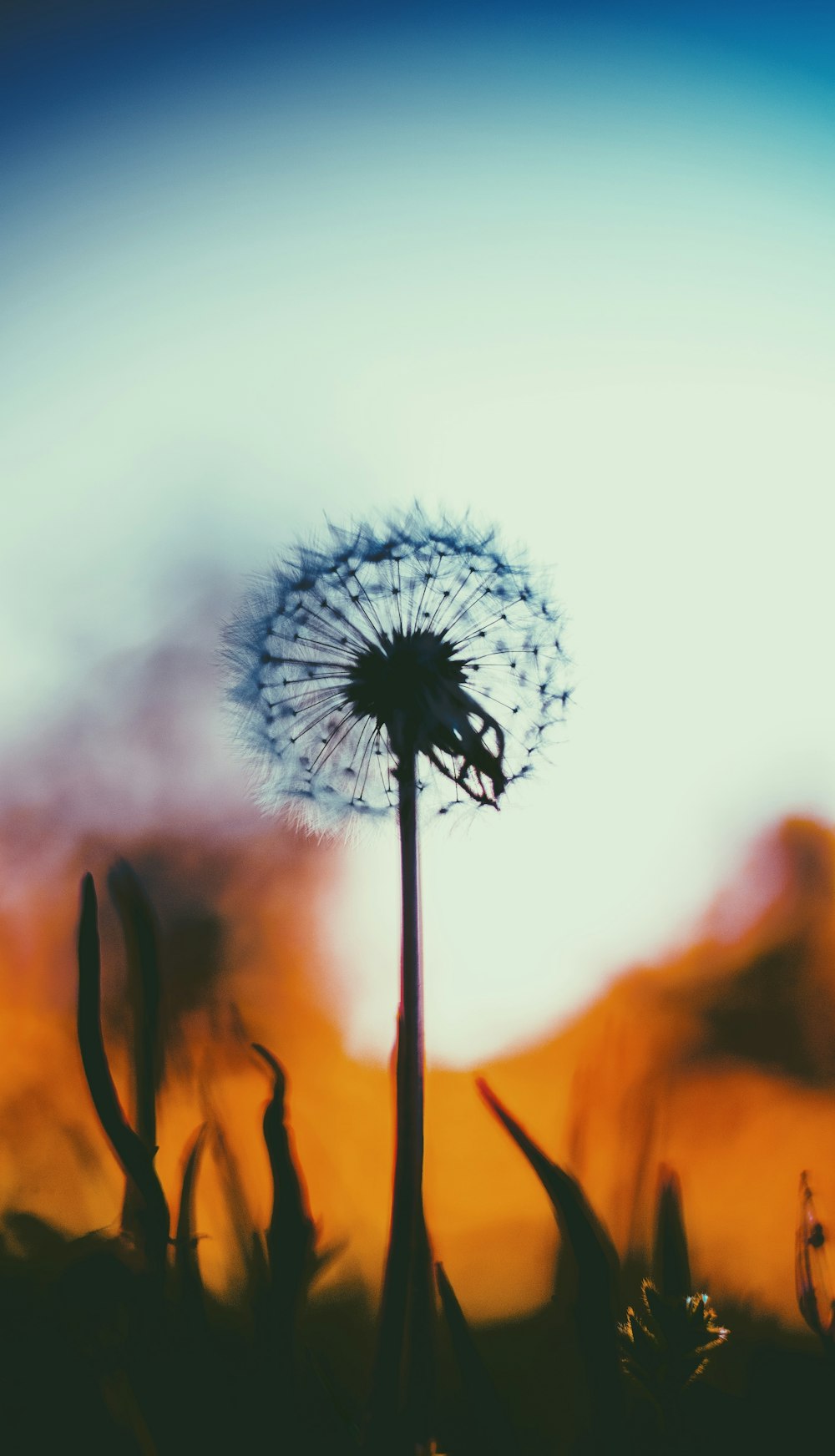 white dandelion flower in macro photography