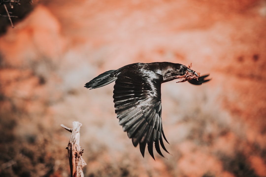 black bird flying in macro photography