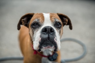 A close-up of a brown and white dog with expressive, soulful eyes looking directly at the camera. The dog has a short coat and appears to be wearing a red collar. The background is blurred, focusing on the dog's face and creating a shallow depth of field.