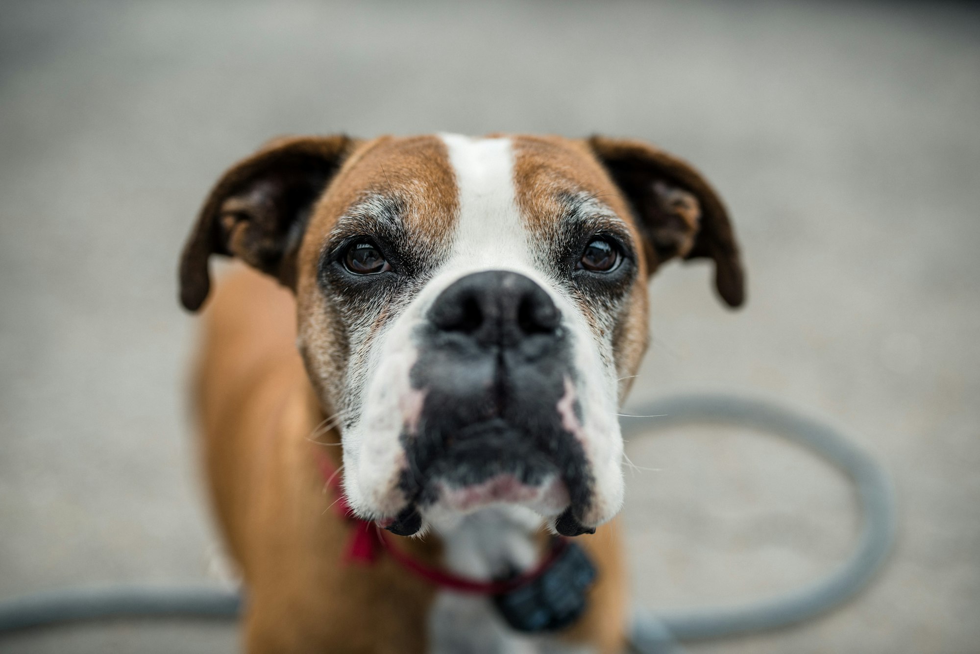 boxer dog, old boxer, boxer with gray face