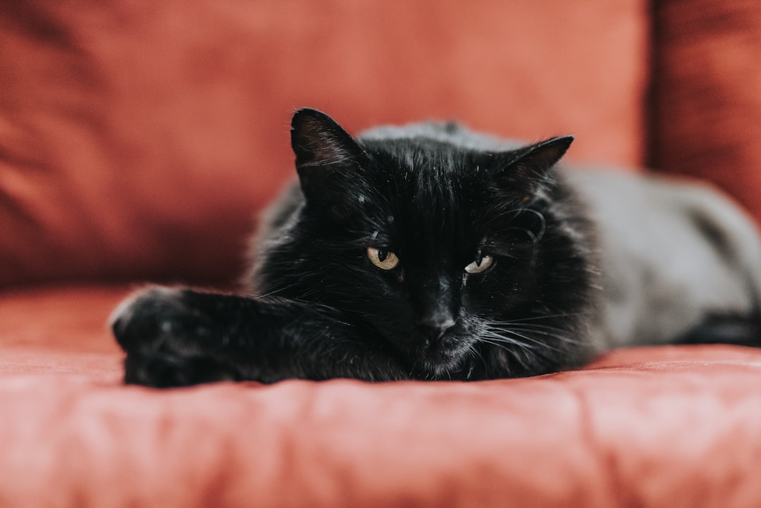 cat lies on sofa