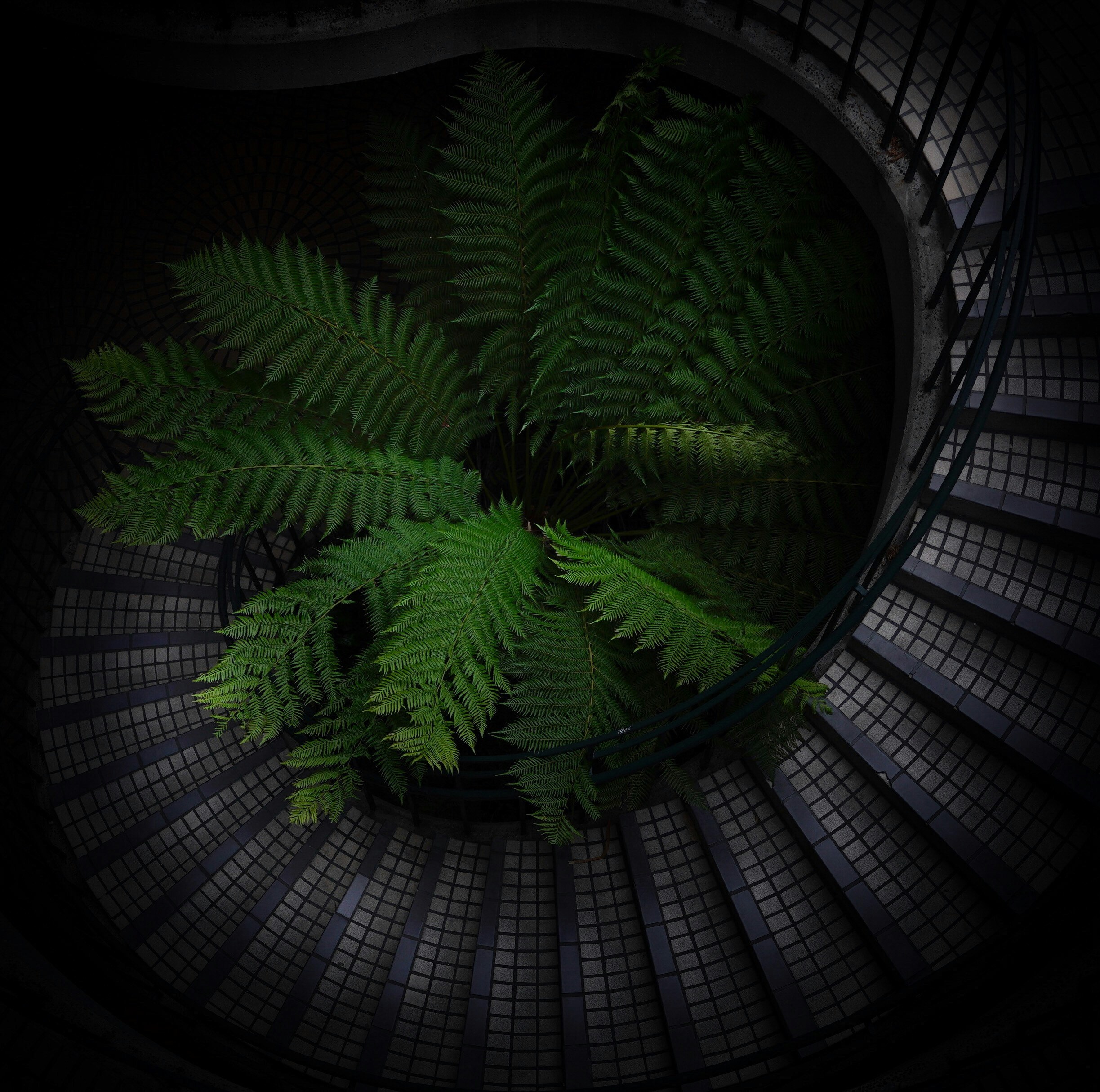 green fern plant