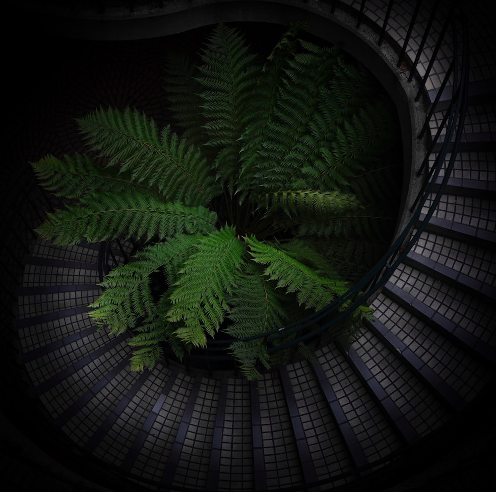 green fern plant