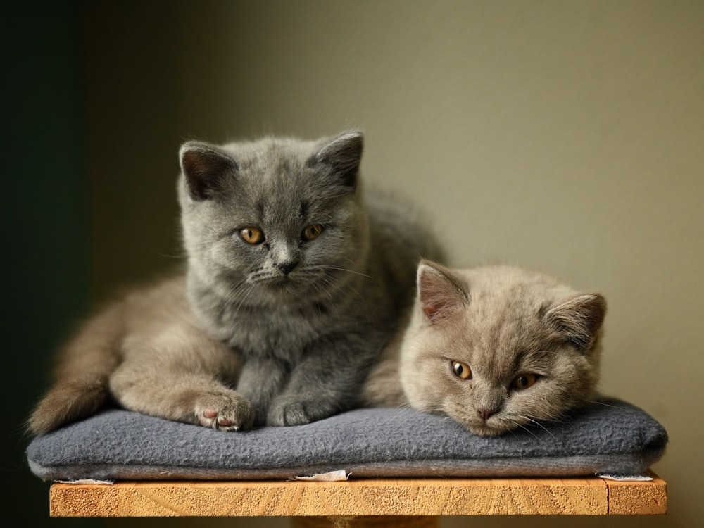 회색 애완 동물 침대에 두 마리의 고양이