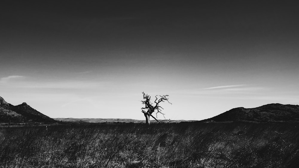 grayscale photography of grass field