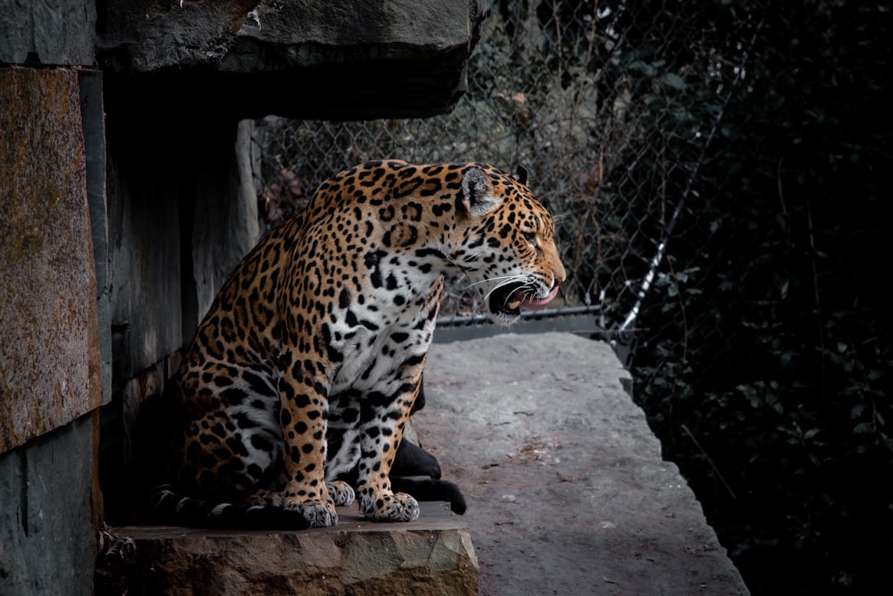 leopardo sobre superficie de hormigón marrón