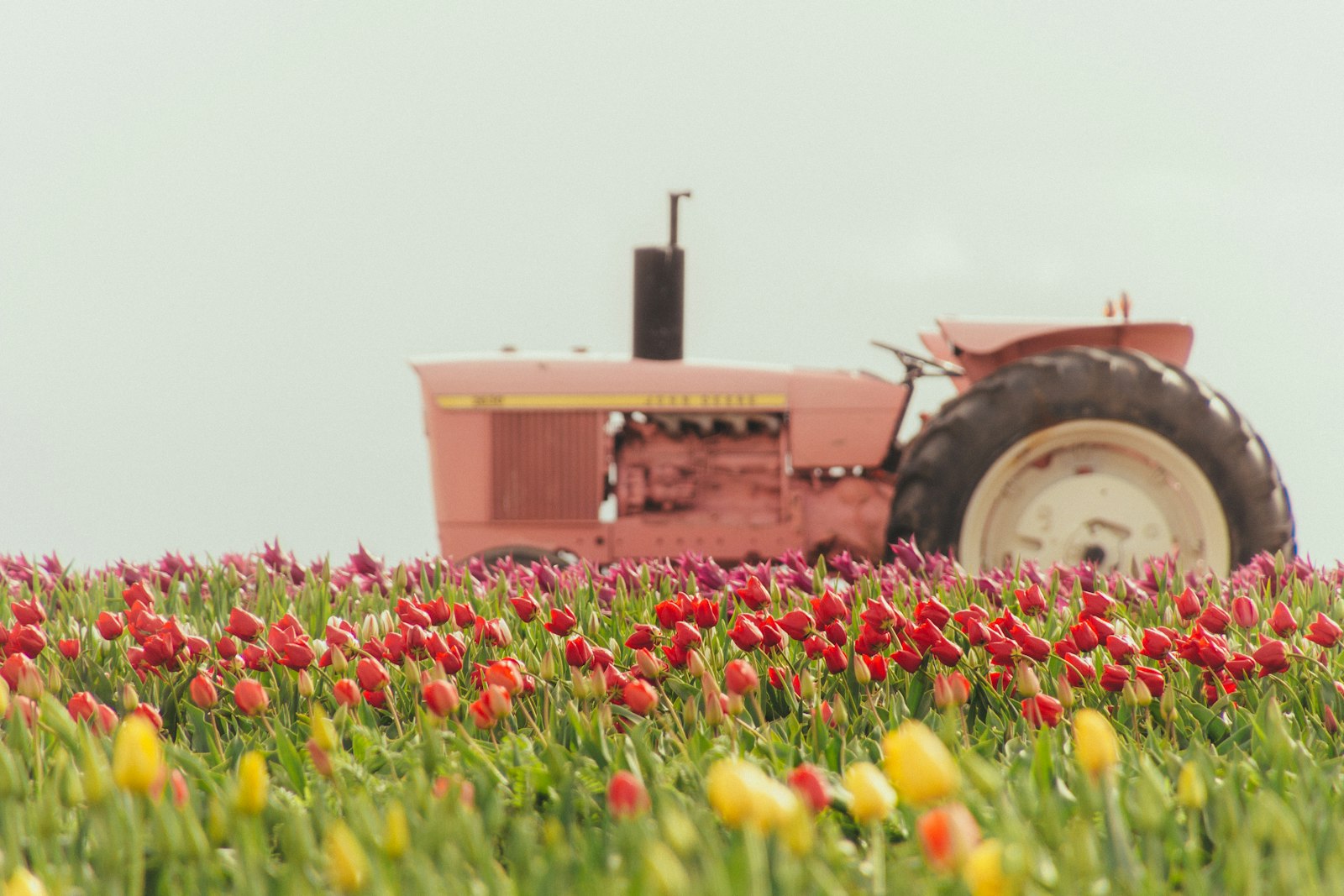 Canon EOS 700D (EOS Rebel T5i / EOS Kiss X7i) + Tamron 16-300mm F3.5-6.3 Di II VC PZD Macro sample photo. Pink tractor on tulip photography