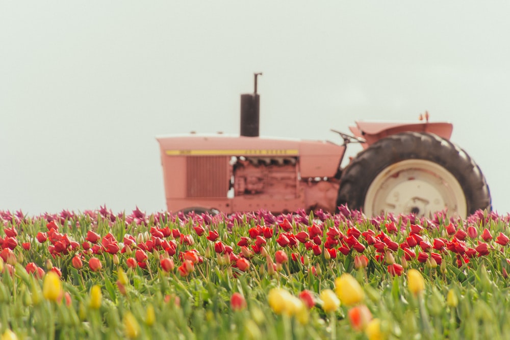 pink tractor on tulip flower field