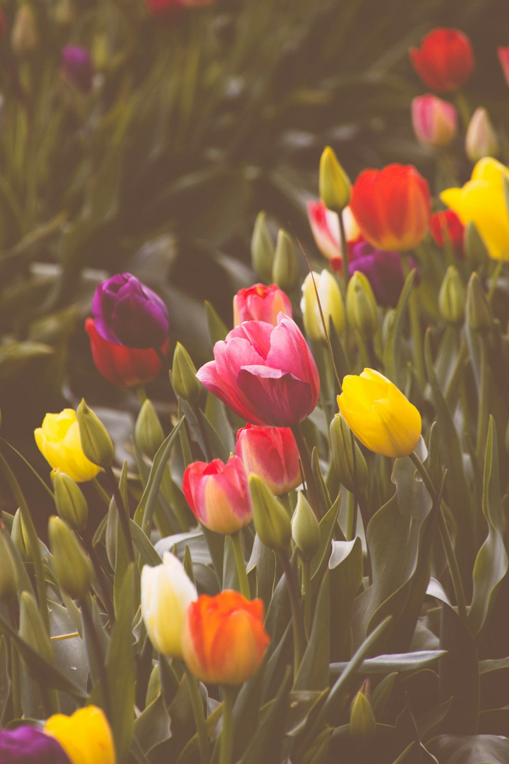 selective focus photography of tulips