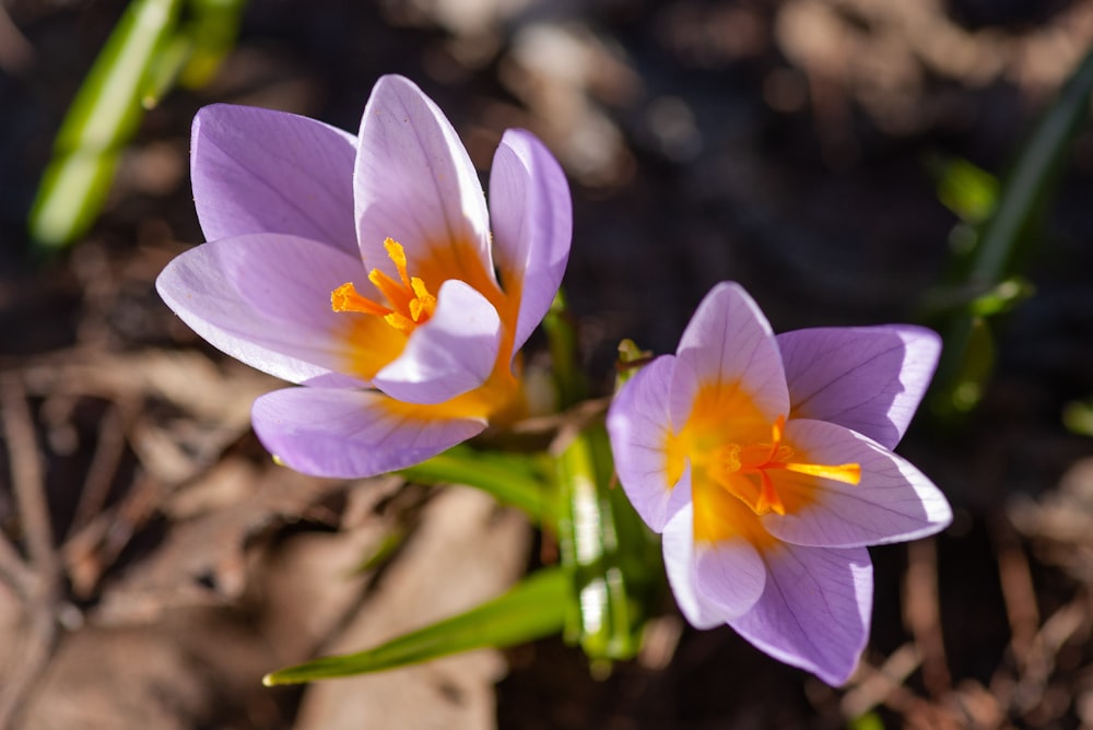 blooming purple petaled flowers