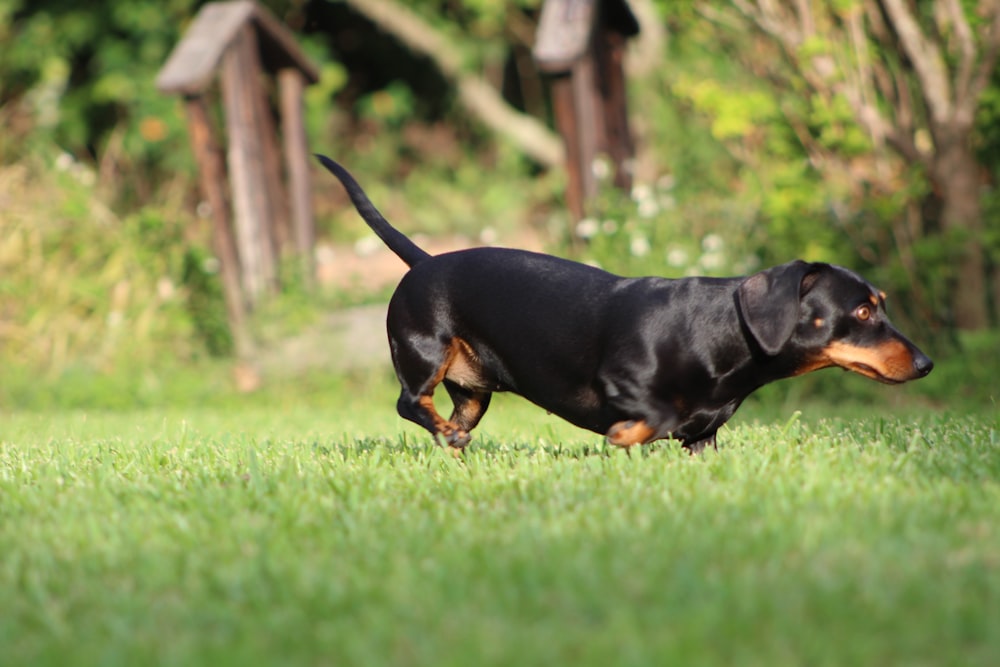 black and brown dachshund walking at the lawn
