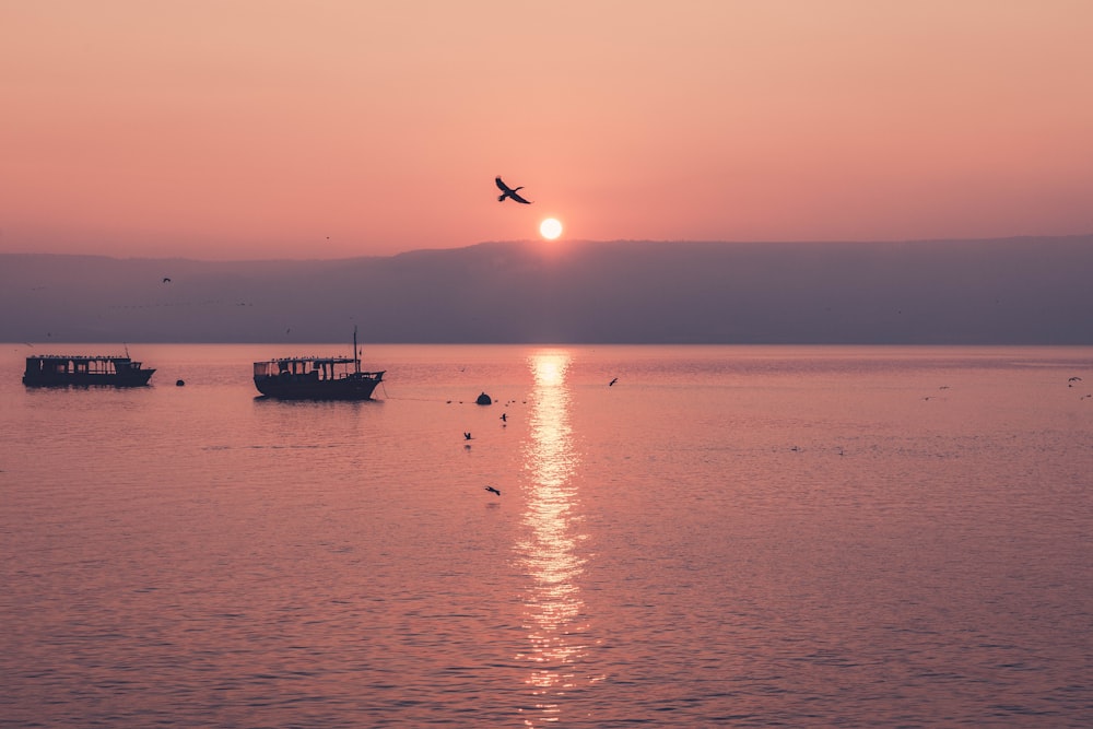 oiseau volant sur le bateau