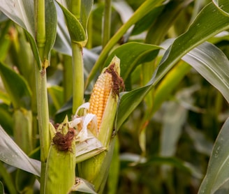 green corn plant