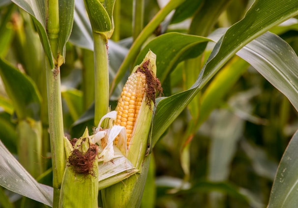 green corn plant