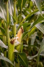 green corn plant