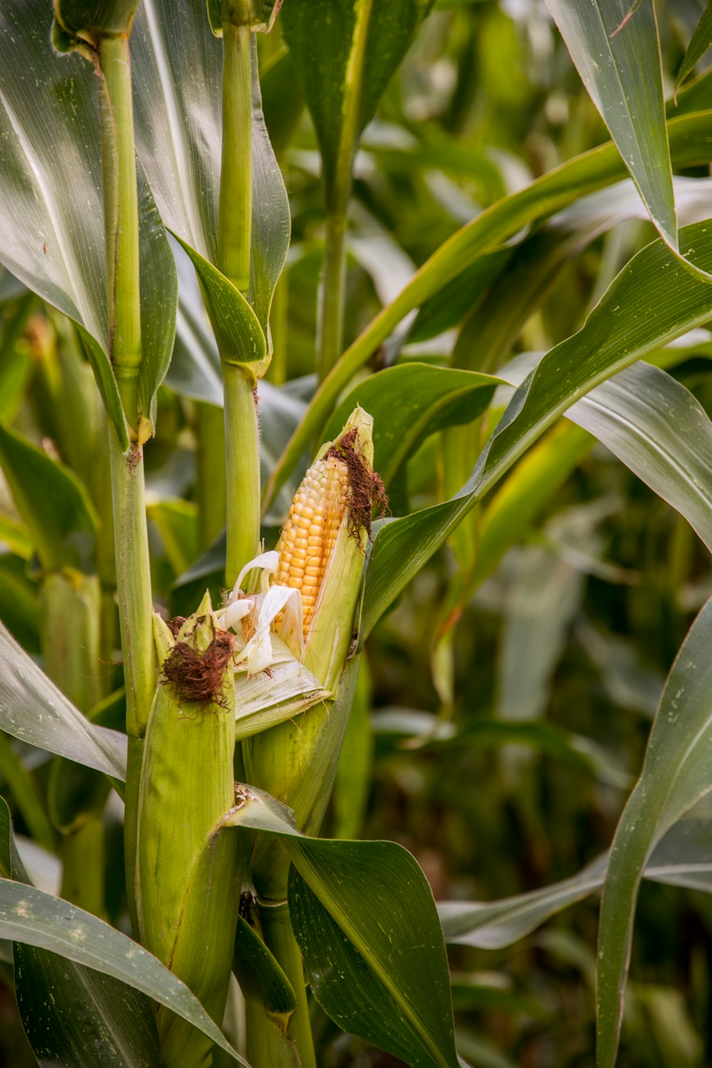 green corn plant