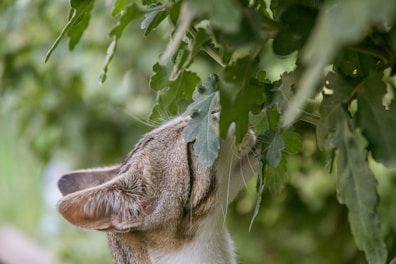 A cat sniffing vibrant green microgreens on a windowsill.