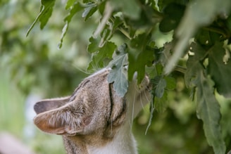 A cat sniffing vibrant green microgreens on a windowsill.