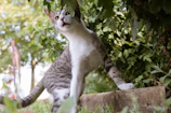 A playful kitten exploring a handcrafted wooden cat tree