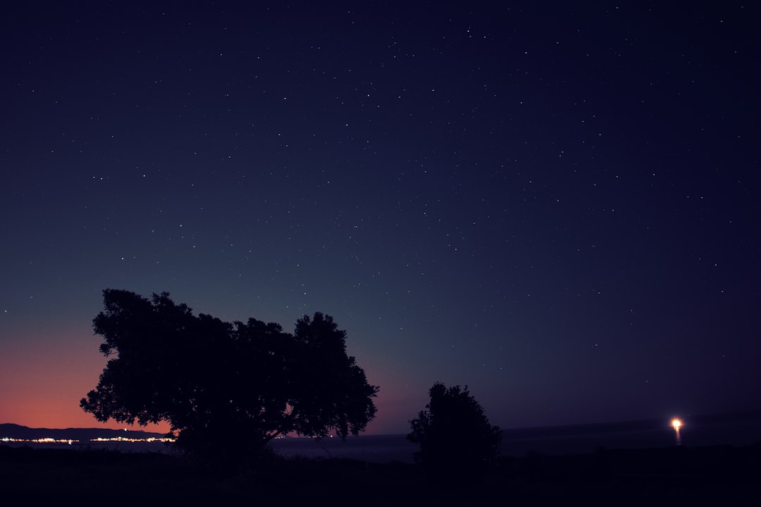 silhouette of tree on open field during nightime