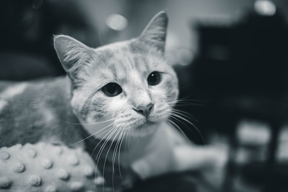 grayscale photography of short-fur cat