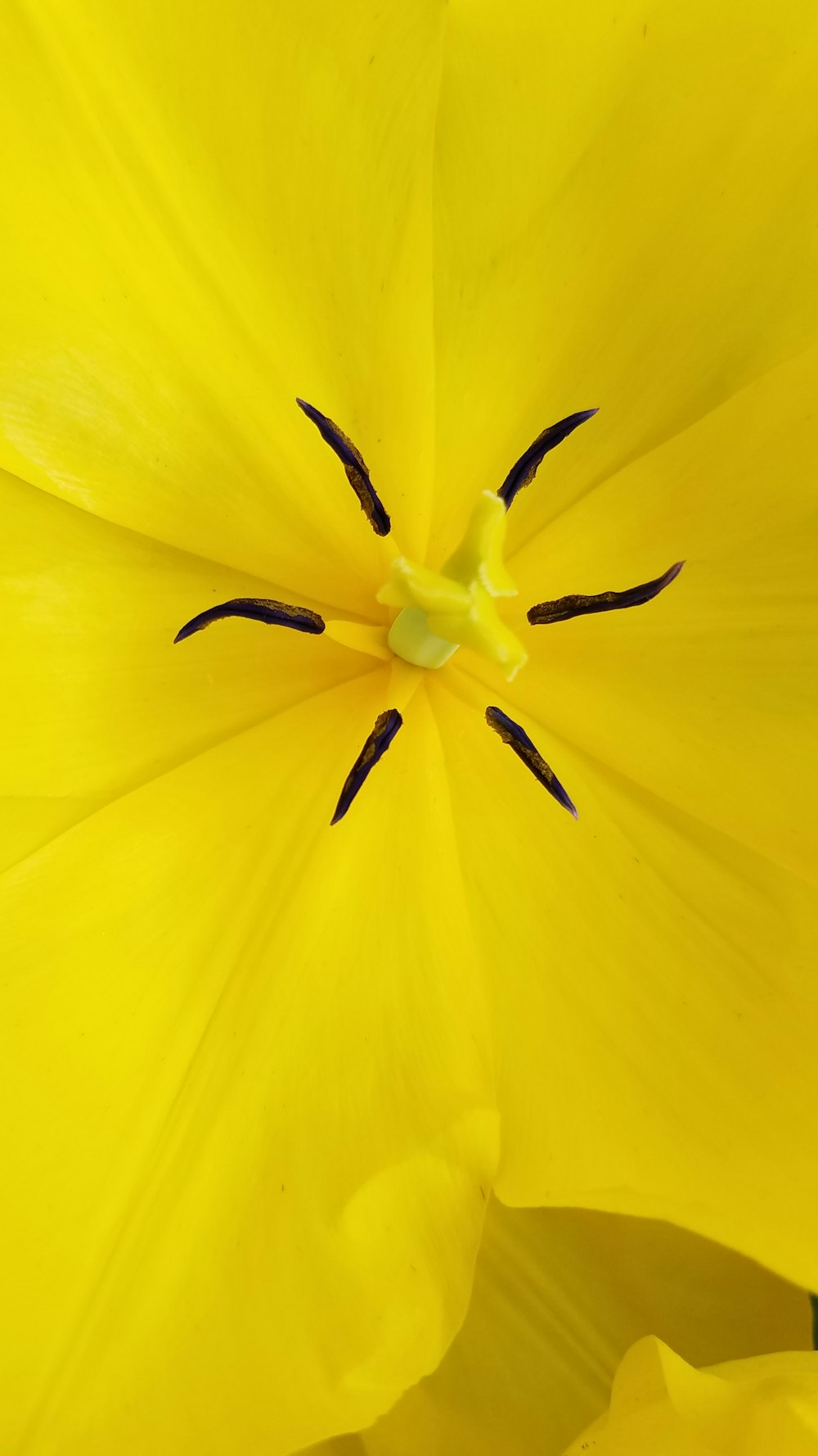 yellow-petaled flower