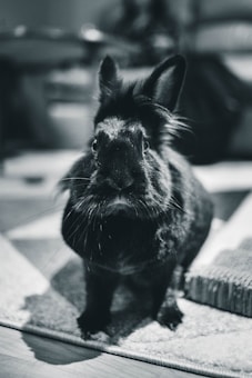 A black rabbit with fluffy fur and upright ears is sitting on a textured surface. The background is blurred, focusing attention on the rabbit, which has a gentle expression and fine whiskers visible in the monochromatic color scheme.